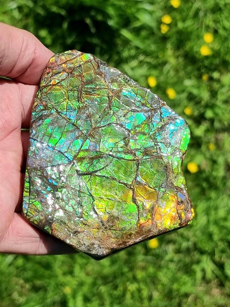 21ap) Ammolite Crystal Gemstone