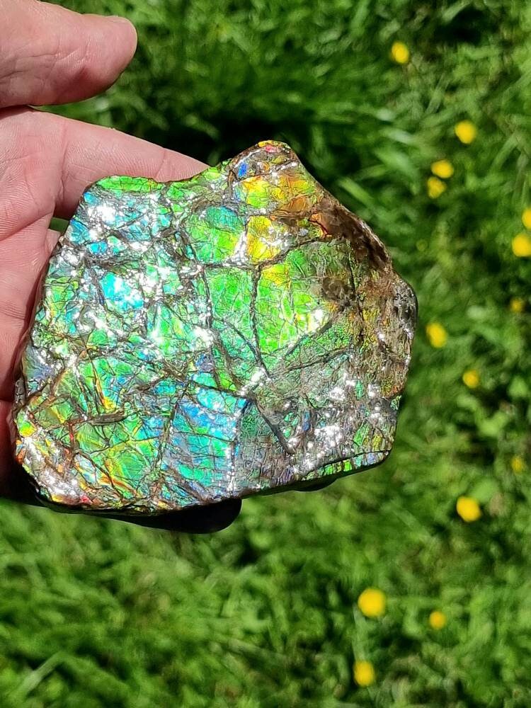 21ap) Ammolite Crystal Gemstone