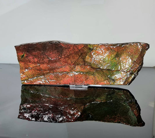 very large ammolite crystal gemstone canada