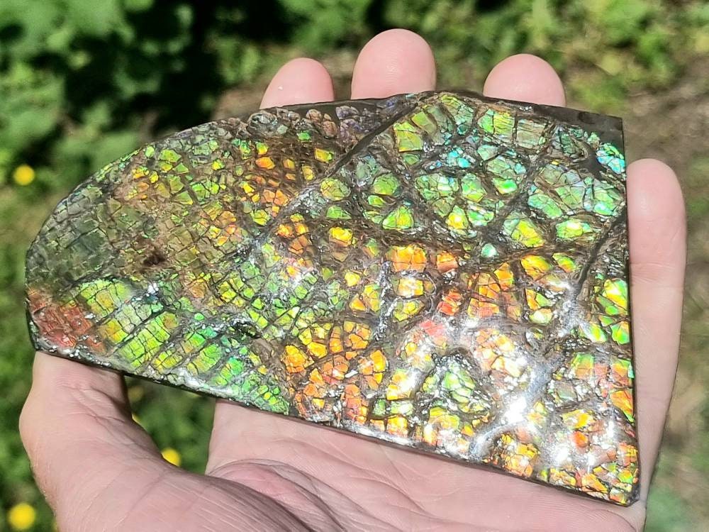 15ap) Ammolite Crystal Gemstone