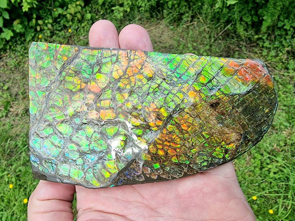 15ap) Ammolite Crystal Gemstone