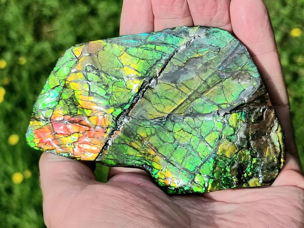 13ap) Ammolite Crystal Gemstone