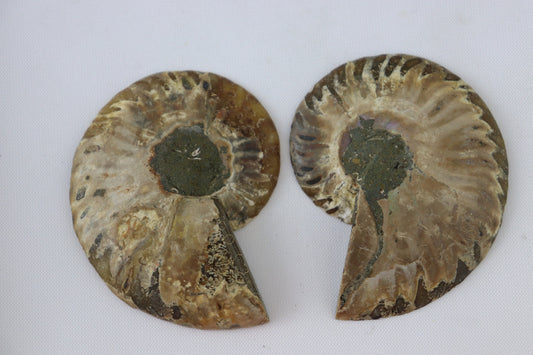 34) Ammonite Fossil Pair Great Unique Gift Home Decor - Madagascar