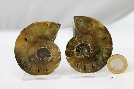 ammonite fossil pair