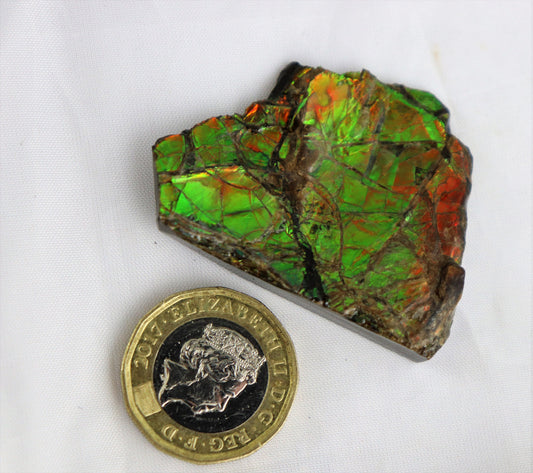 Large Ammolite Crystal Gemstone Canada ~ Opal Ammonite Fossil