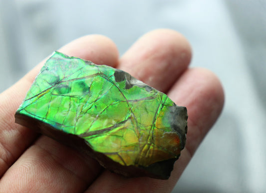 ammolite crystal gemstone canada green