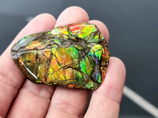 Large Ammolite Crystal Gemstone Canada ~ Opal Ammonite Fossil