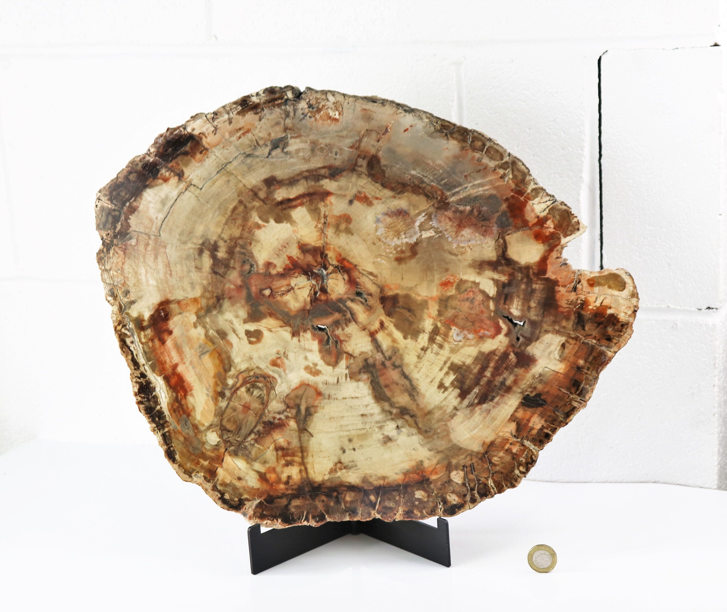 4) Extra Large Petrified Wood Slice - Petrified Wood - Madagascar ...