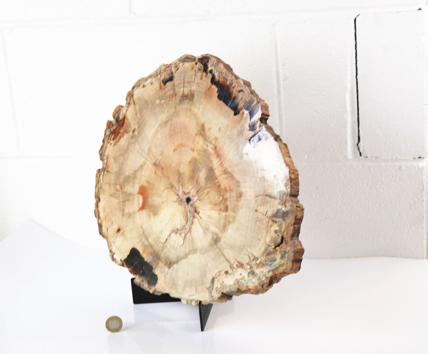 7) Extra Large Fossil Wood Slice - Petrified Wood - Madagascar