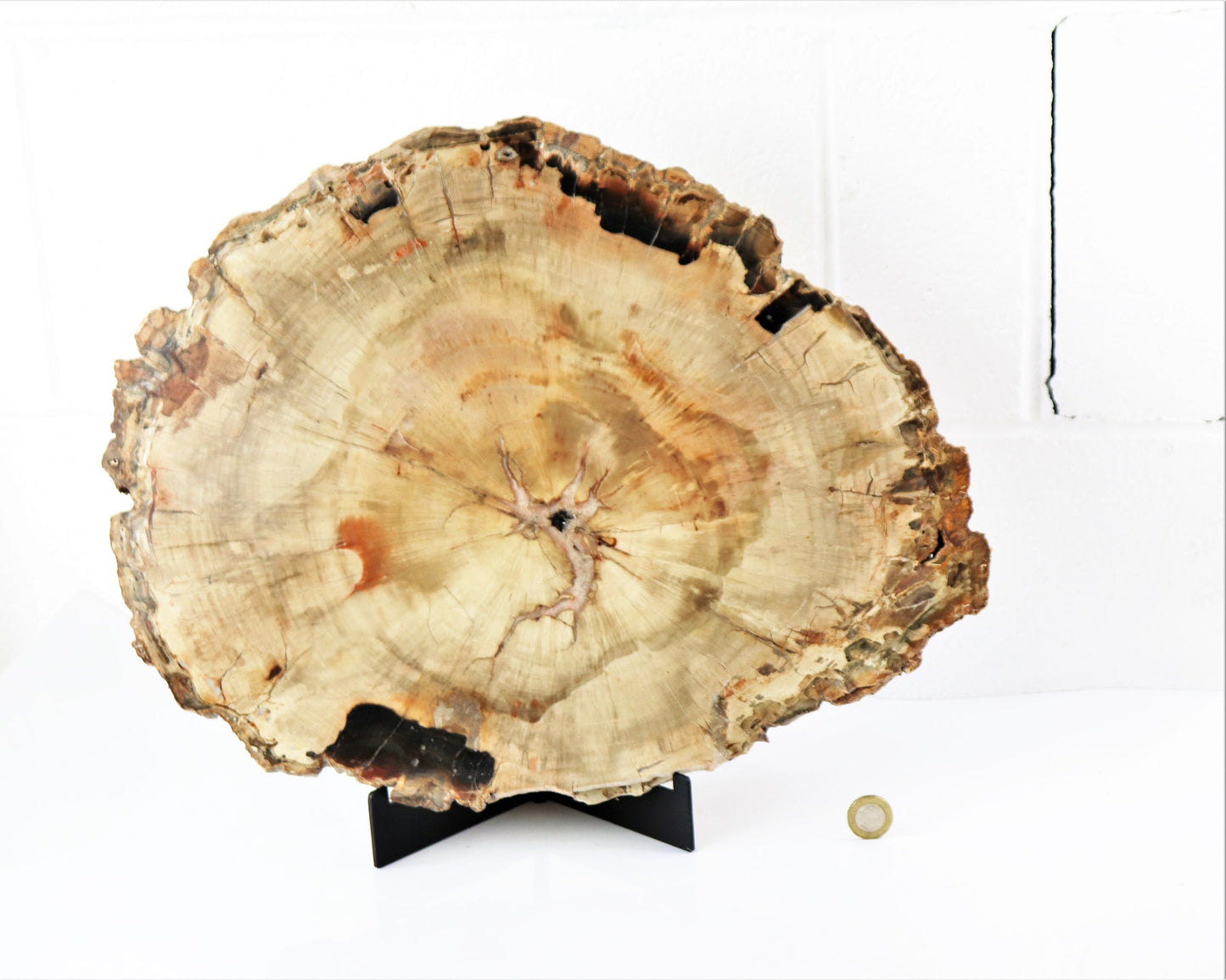 7) Extra Large Fossil Wood Slice - Petrified Wood - Madagascar