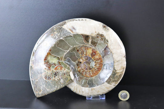 26) Large Ammonite Fossil Cleoniceras Deep Polished