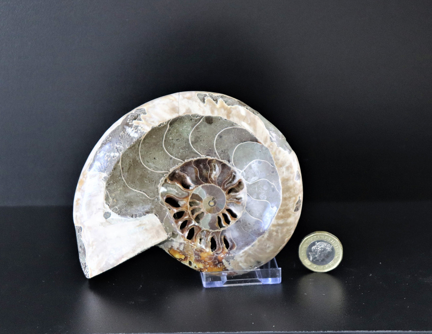 8) Large Ammonite Fossil Cleoniceras Deep Polished