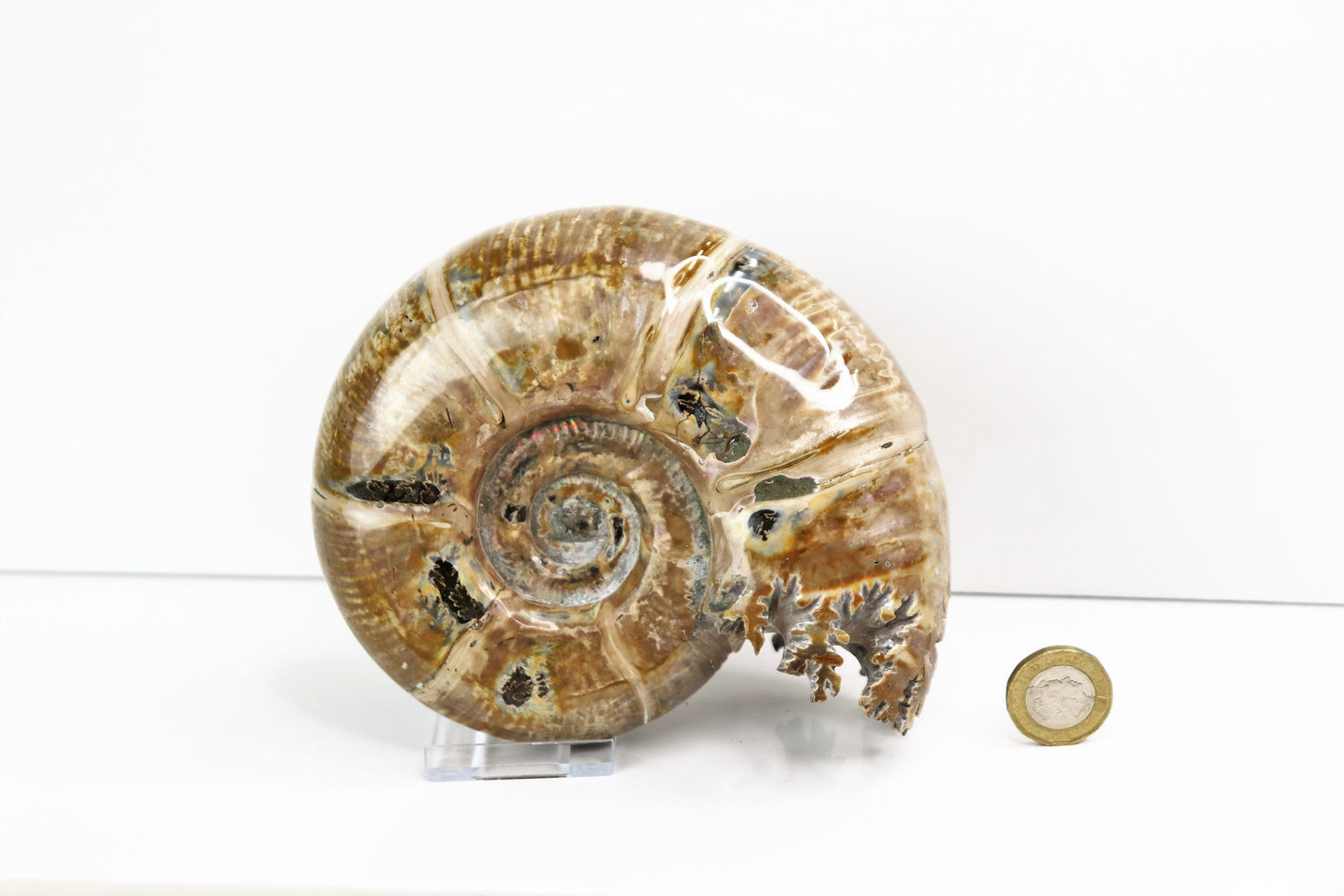 5) Ammonite Fossil Cleoniceras