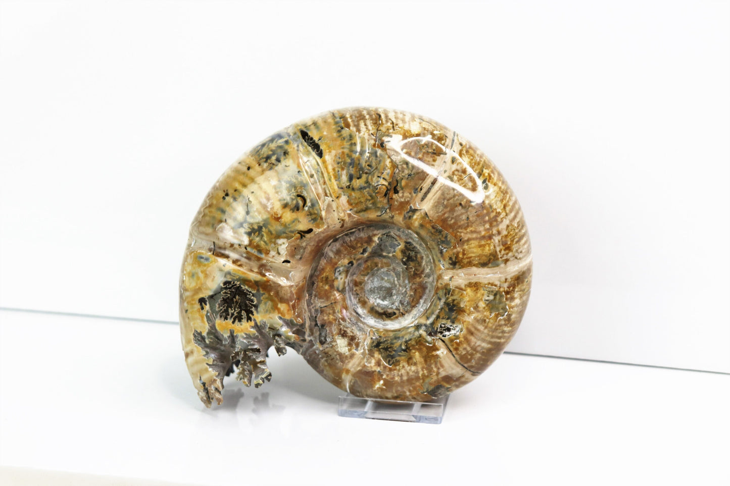 5) Ammonite Fossil Cleoniceras