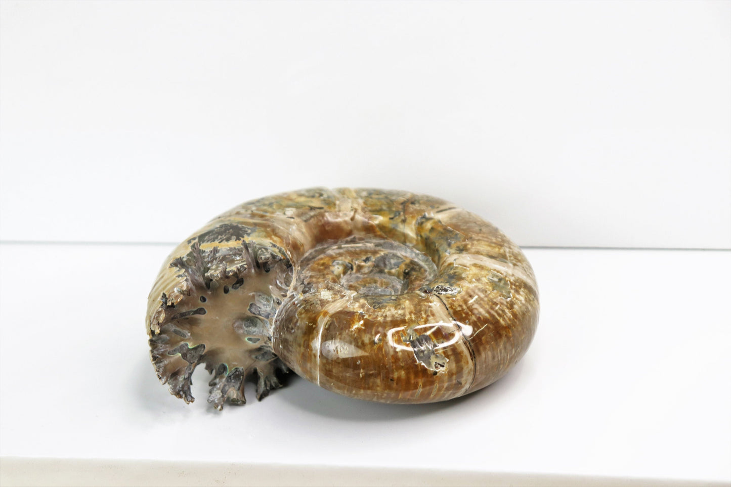 5) Ammonite Fossil Cleoniceras