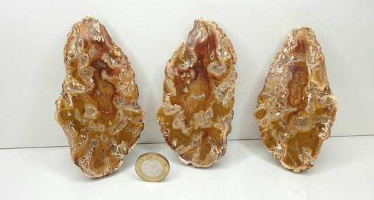 47) Fossil Wood Slice Set - Petrified Wood - Madagascar