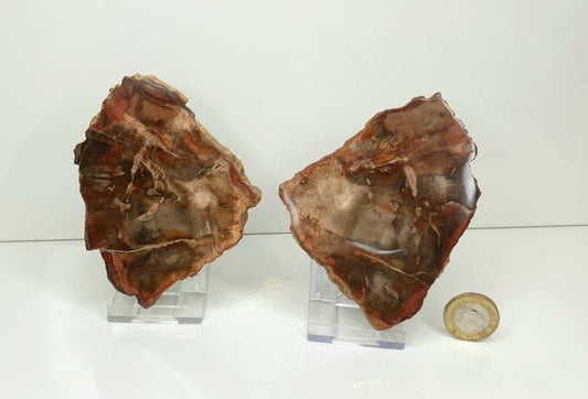 6) Fossil Wood Slice Pair - Petrified Wood - Madagascar