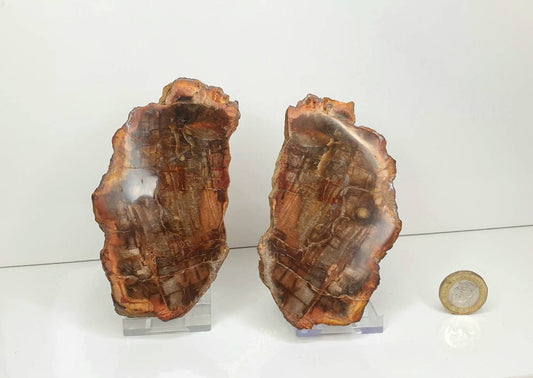 4) Fossil Wood Slice Pair - Petrified Wood - Madagascar