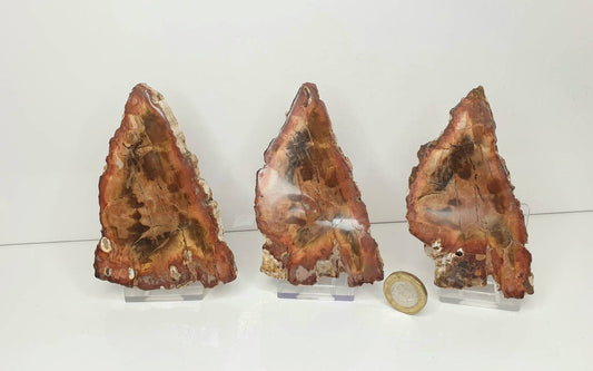 7) Fossil Wood Slice Set - Petrified Wood - Madagascar