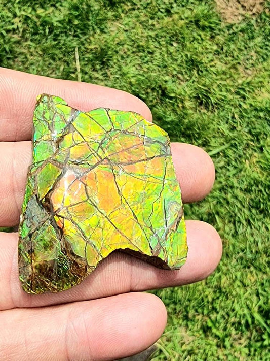 Large Ammolite Crystal Gemstone Canada ~ Opal Ammonite Fossil