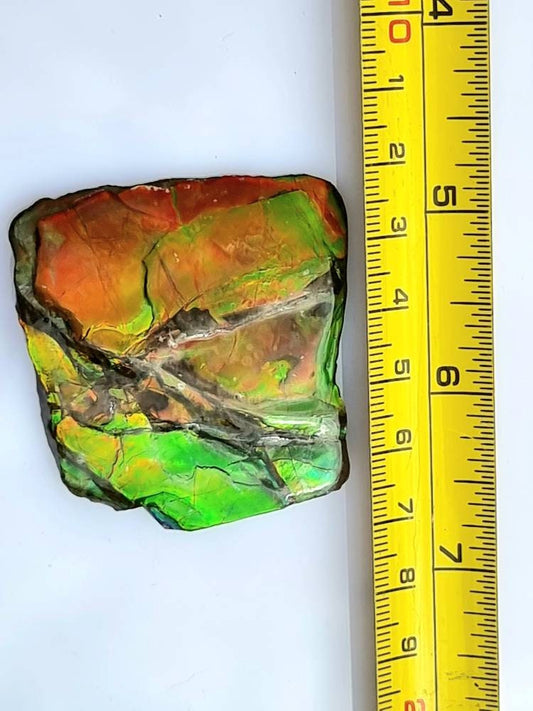 Large Ammolite Crystal Gemstone Canada ~ Opal Ammonite Fossil