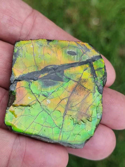 Large Ammolite Crystal Gemstone Canada ~ Opal Ammonite Fossil