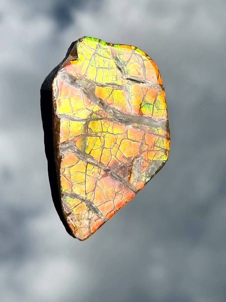 Large Ammolite Crystal Gemstone Canada ~ Opal Ammonite Fossil