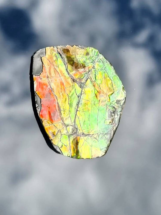 Large Ammolite Crystal Gemstone Canada ~ Opal Ammonite Fossil