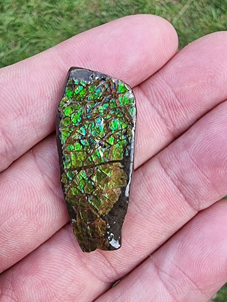 22) Ammolite Crystal Gemstone