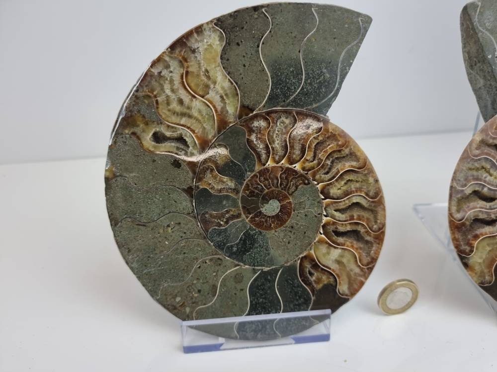 17) Large Ammonite Fossil Pair