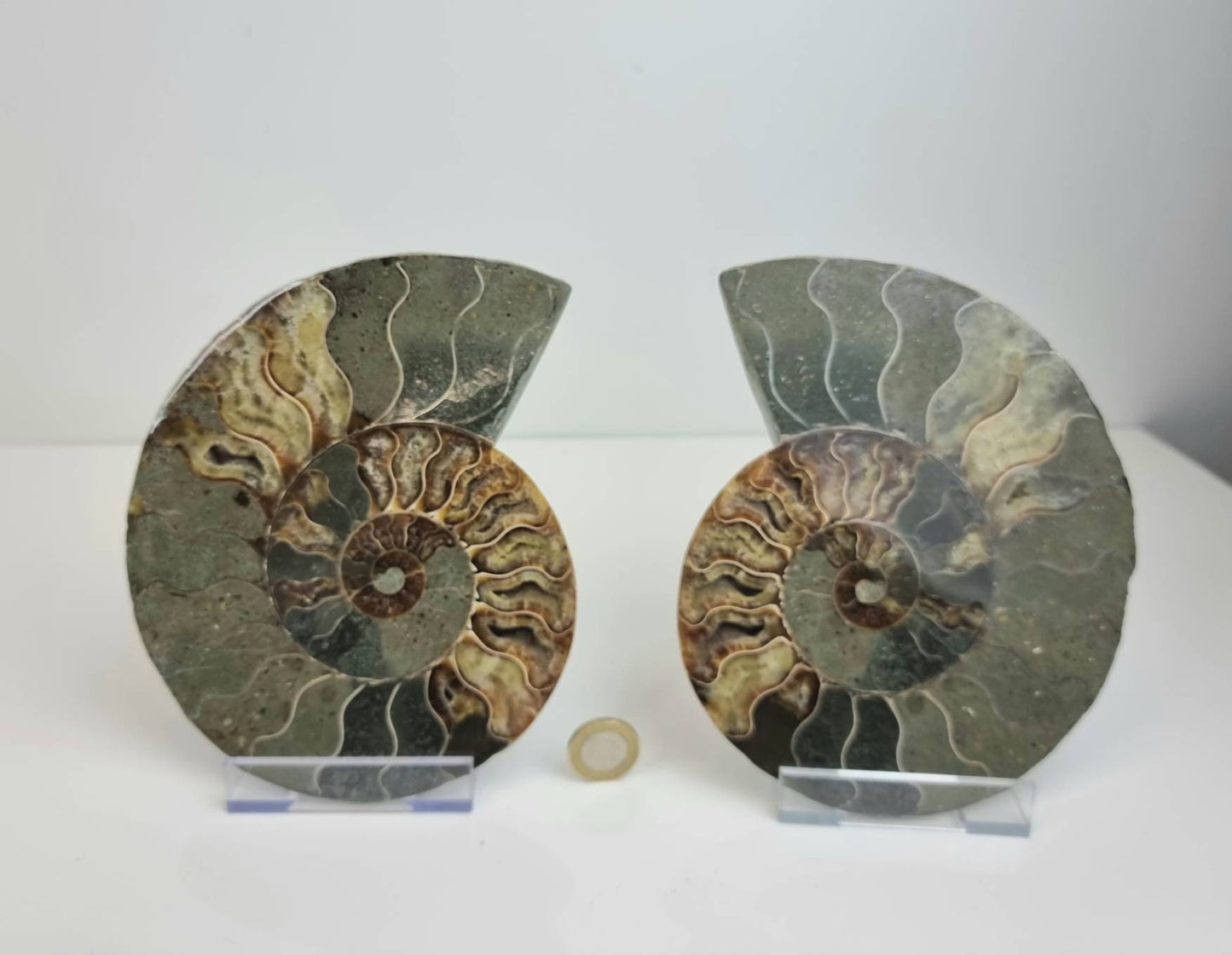 17) Large Ammonite Fossil Pair