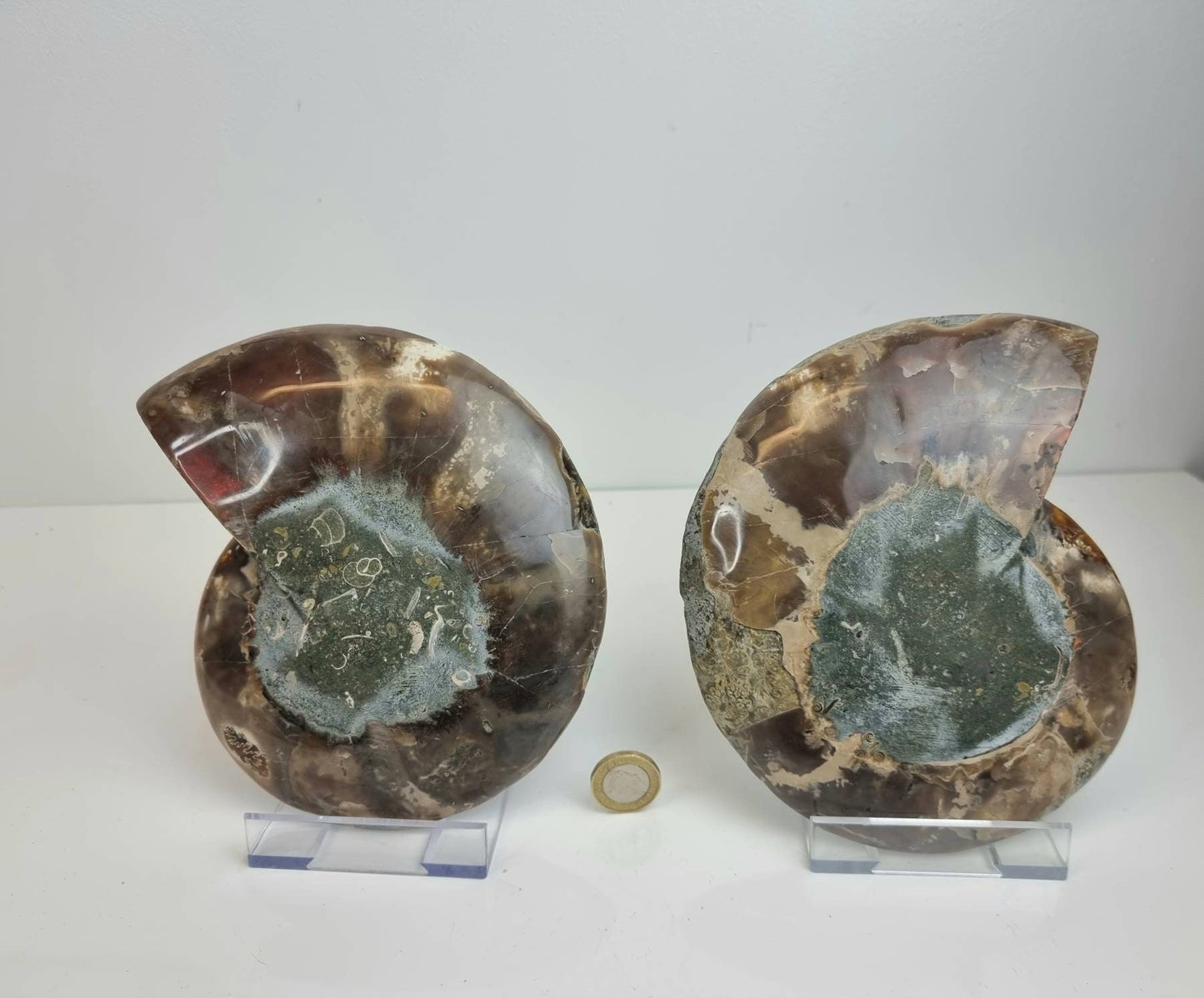 17) Large Ammonite Fossil Pair