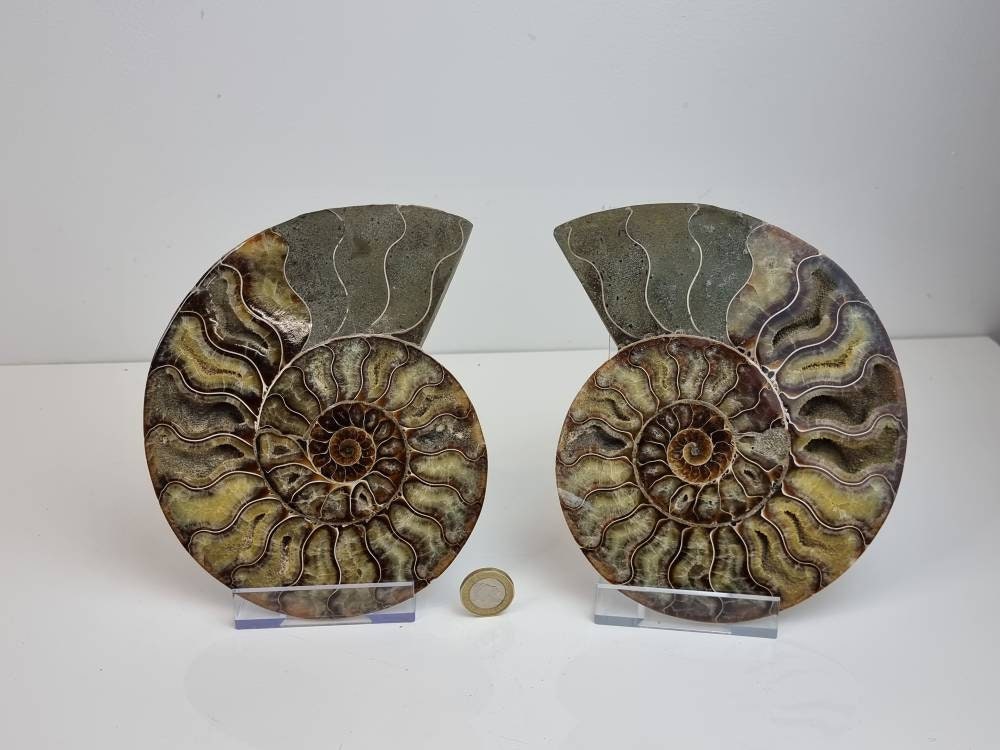 7) Large Ammonite Fossil Pair