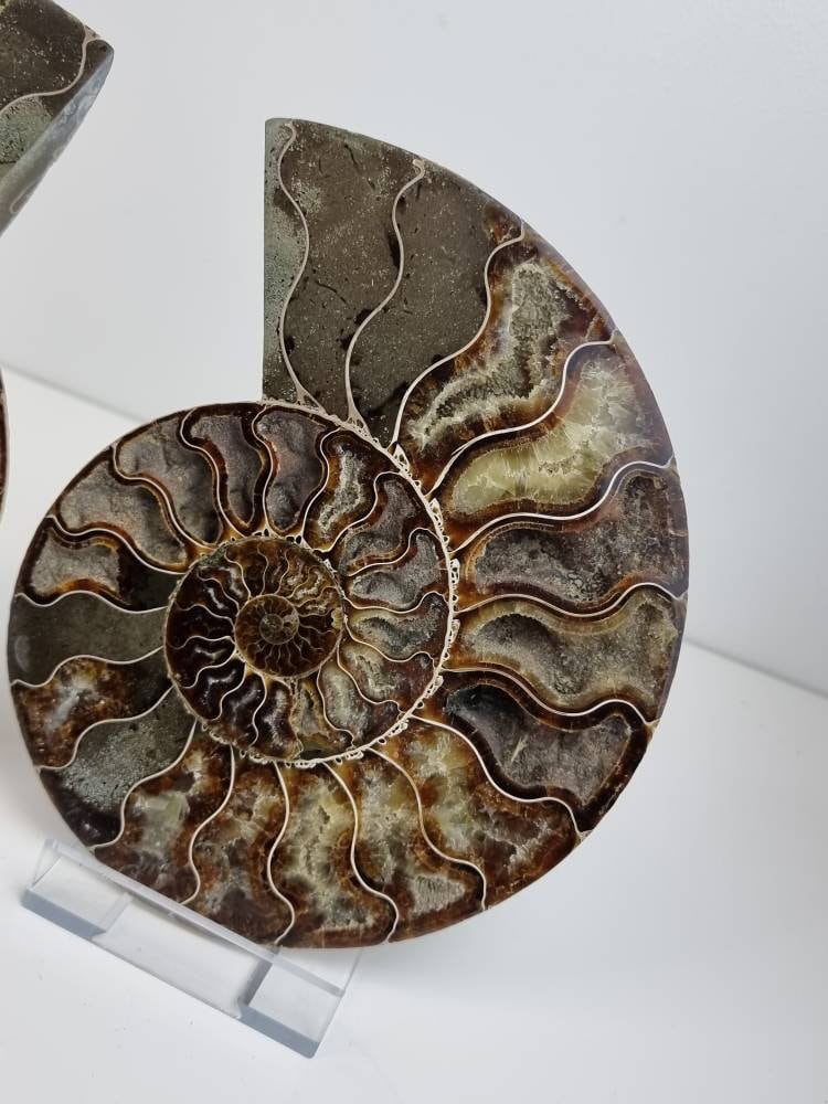 4) Large Ammonite Fossil Pair