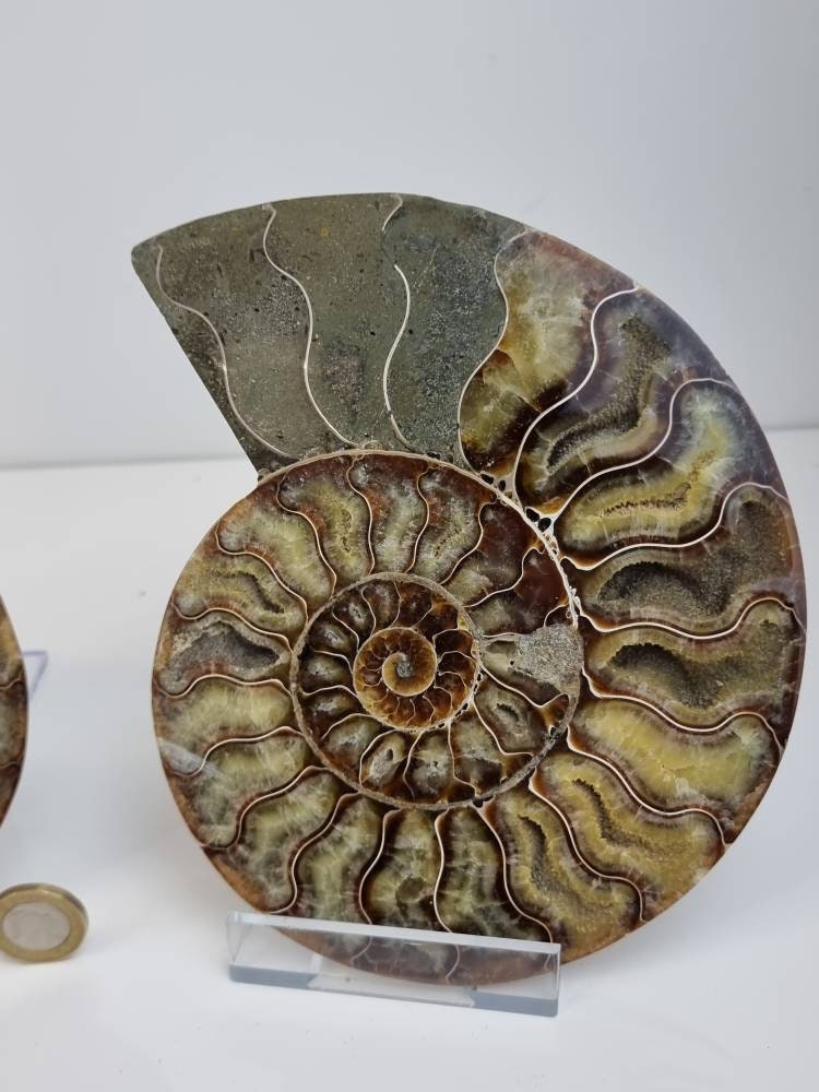 7) Large Ammonite Fossil Pair