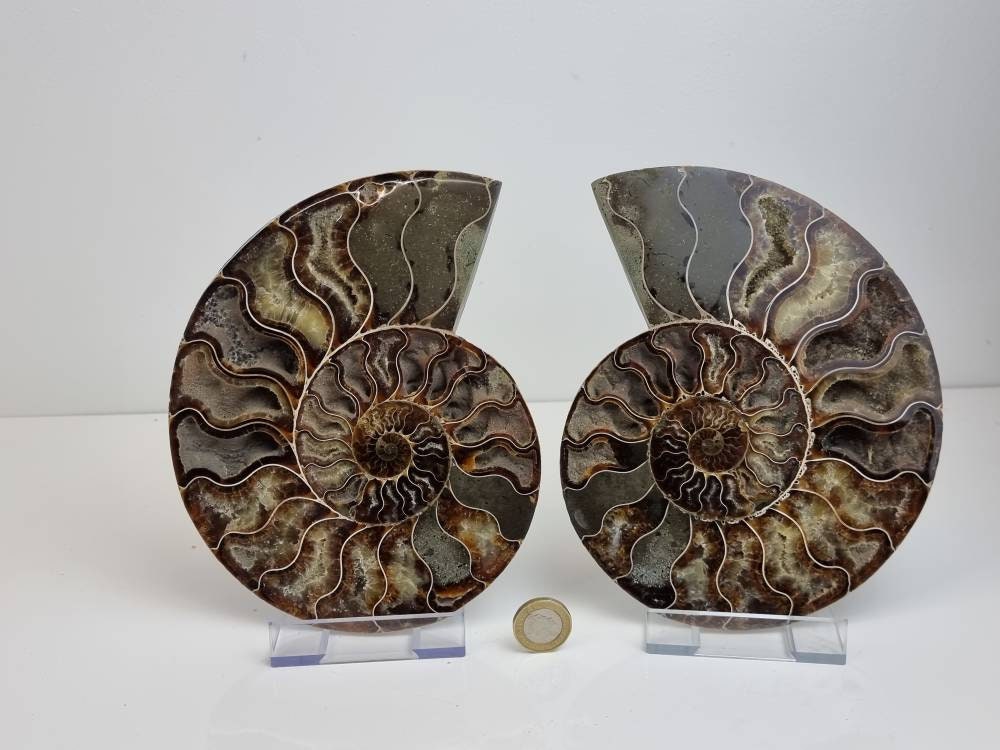 4) Large Ammonite Fossil Pair