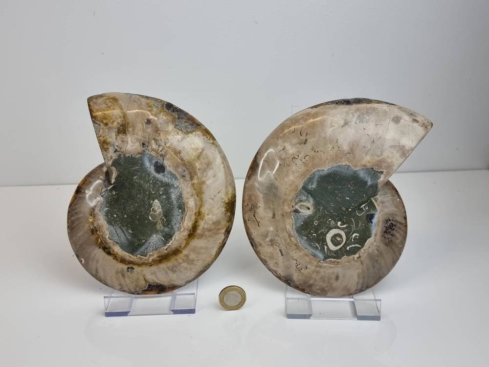 7) Large Ammonite Fossil Pair