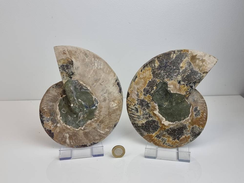 4) Large Ammonite Fossil Pair