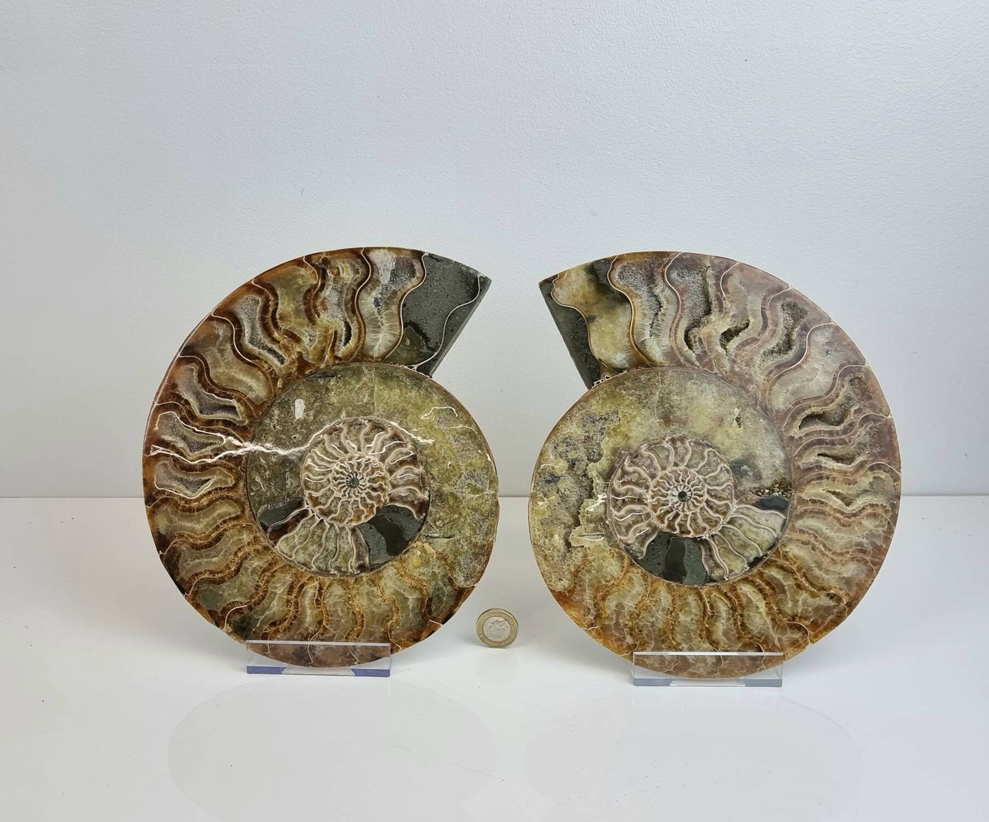 40) Large Ammonite Fossil Pair