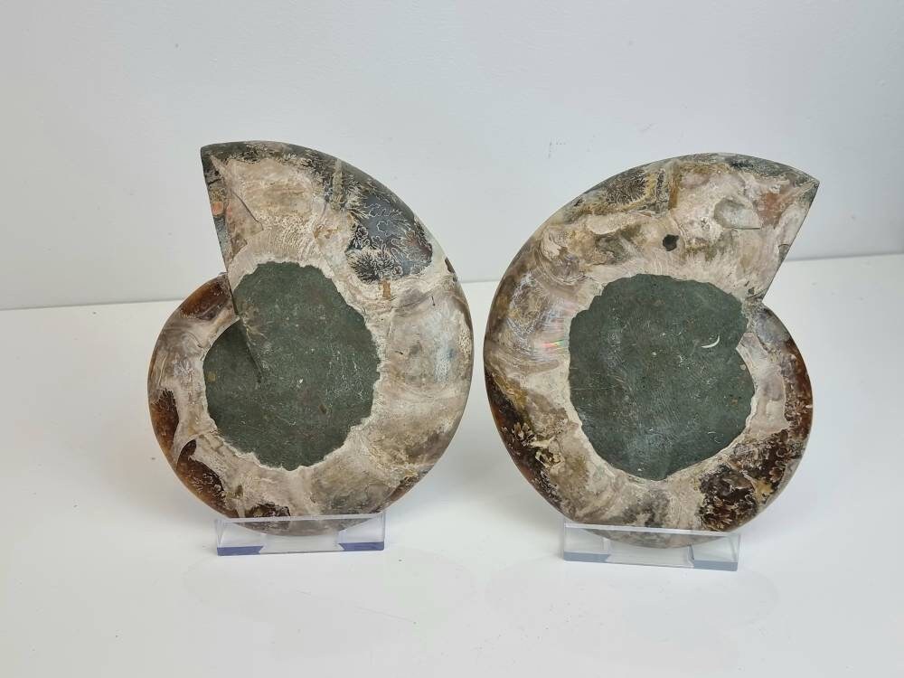 41) Large Ammonite Fossil Pair