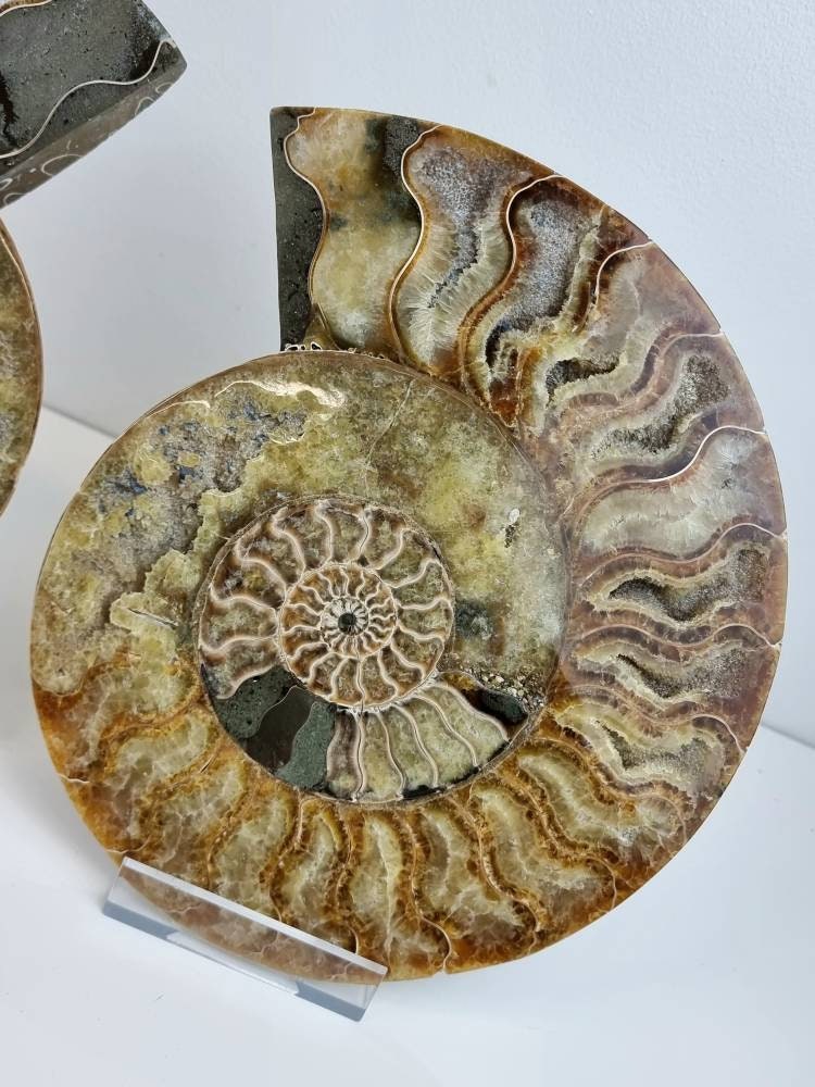 40) Large Ammonite Fossil Pair