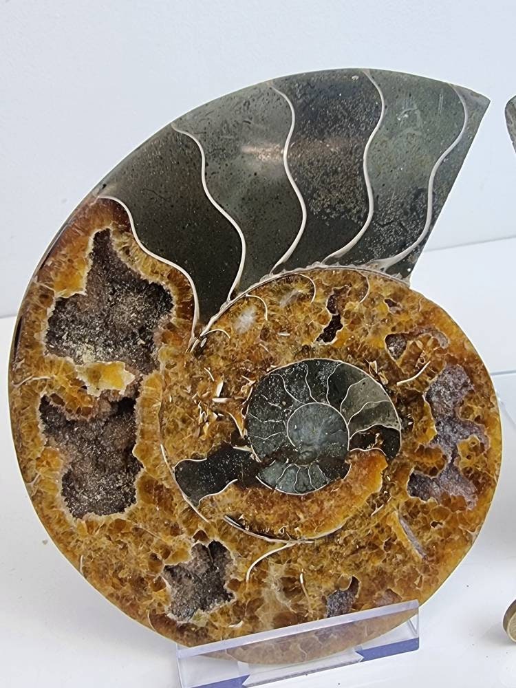 41) Large Ammonite Fossil Pair