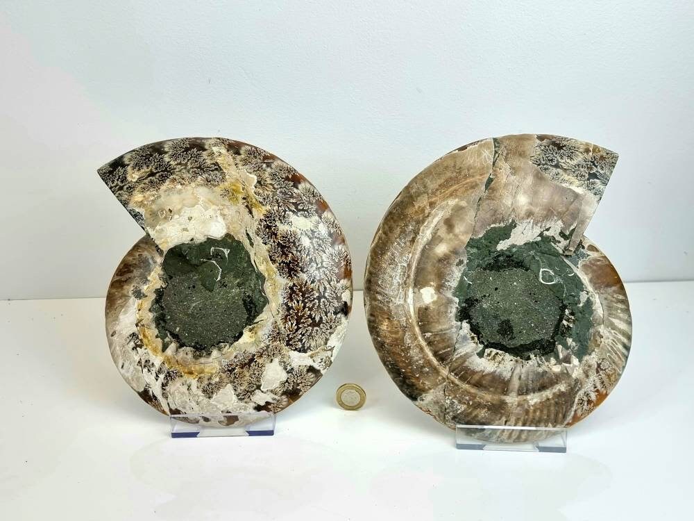 40) Large Ammonite Fossil Pair