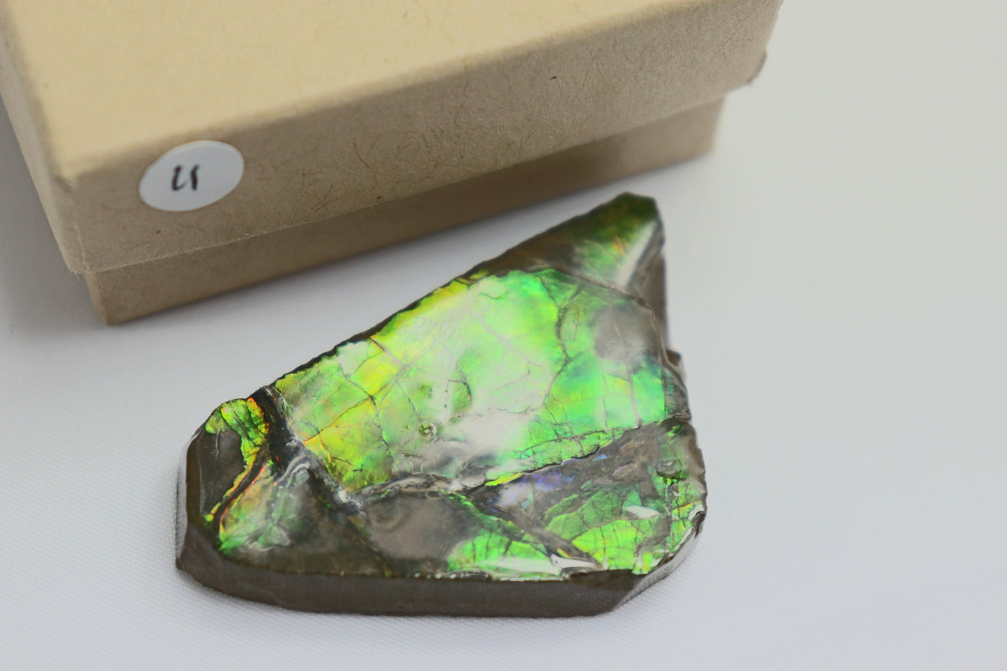 Natural Ammolite Gemstone Canada 