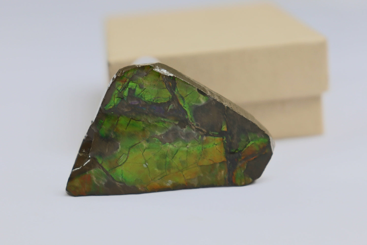 11) Natural Ammolite Gemstone Canada ~ Mineral Ammonite Fossil Crystal