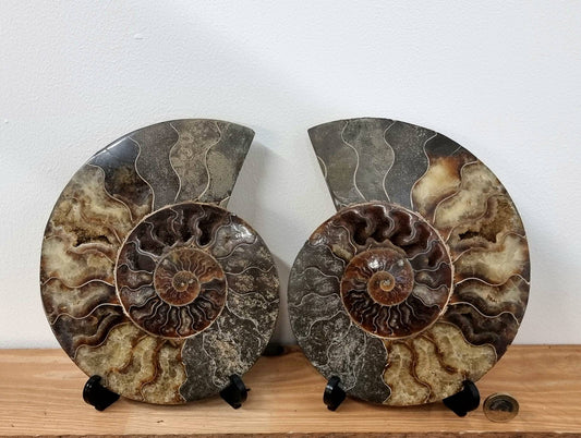 36) Large Ammonite Fossil Pair