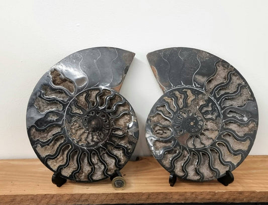 35) Large Black Ammonite Fossil Pair