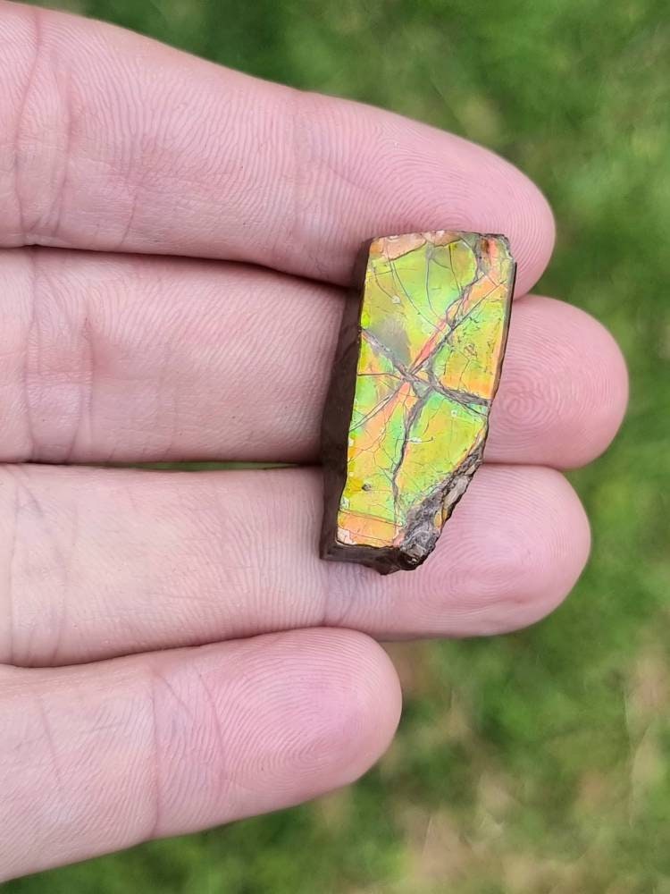 69) Ammolite Crystal Gemstone