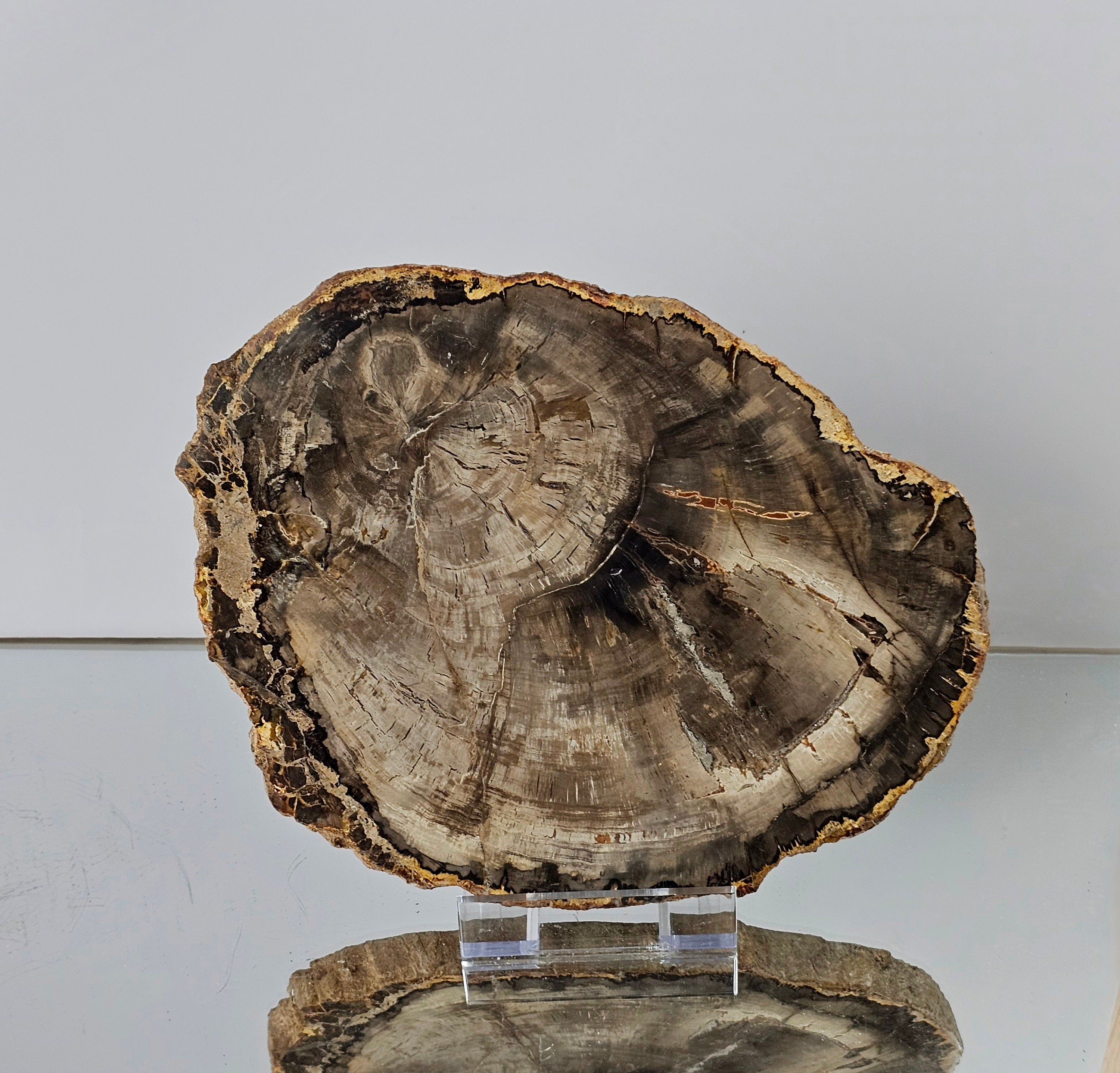 Extra Large Fossil Wood Crystal Slice (#18) – Distinction Crystals