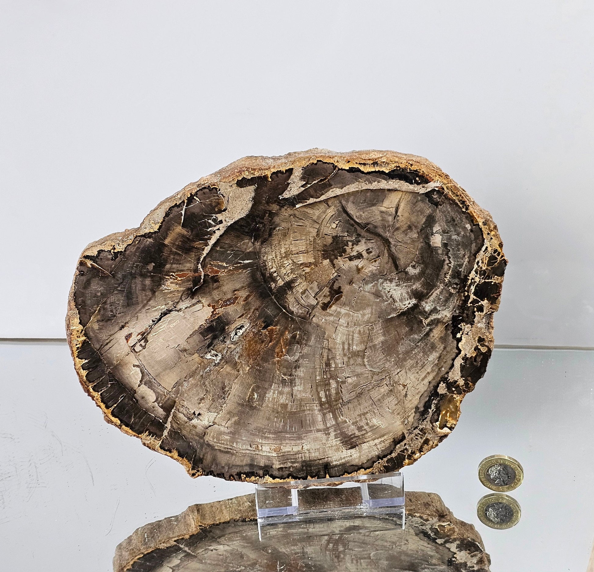 Extra large Fossil Wood Crystal Slice (#18) – Distinction Crystals